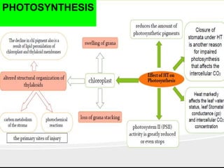 Mechanism of heat stress response in plants | PPTX