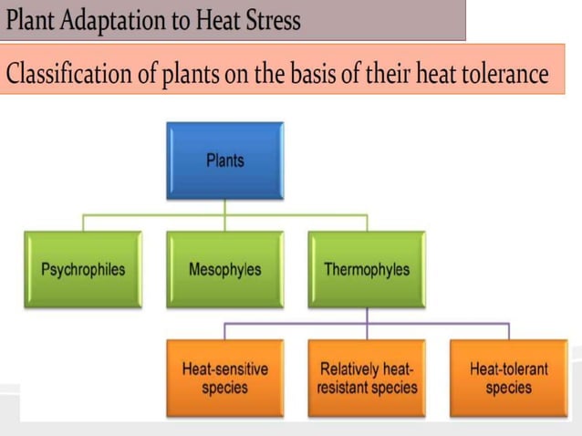Mechanism of heat stress response in plants | PPTX | Gardening | Home ...