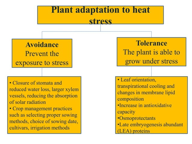 Mechanism of heat stress response in plants | PPTX | Gardening | Home ...