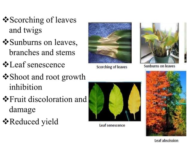 Mechanism of heat stress response in plants | PPTX | Gardening | Home ...