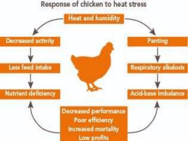 Heat Stress Management In Poultry World pdf heat-stress-management-in-poultry-world-pdf