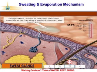 ©2017 Abu Dhabi Company for Onshore Petroleum Operations Ltd. (ADCO). All rights reserved. ADCO Security 4 - Internal Confidential.
SWEAT GLANDS
37.5˚C
 