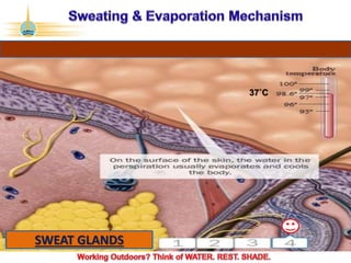 ©2017 Abu Dhabi Company for Onshore Petroleum Operations Ltd. (ADCO). All rights reserved. ADCO Security 4 - Internal Confidential.
SWEAT GLANDS
37˚C
 