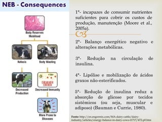 
Fonte: http://en.engormix.com/MA-dairy-cattle/dairy-
industry/articles/energy-balance-in-dairy-cows-t1717/472-p0.htm
1°- incapazes de consumir nutrientes
suficientes para cobrir os custos de
produção, manutenção (Moore et al.,
2005a).
2°- Balanço energético negativo e
alterações metabólicas.
3°- Redução na circulação de
insulina.
4°- Lipólise e mobilização de ácidos
graxos não-esterificados.
5°- Redução de insulina reduz a
absorção de glicose por tecidos
sistêmicos (ou seja, muscular e
adiposo) (Bauman e Currie, 1980).
 