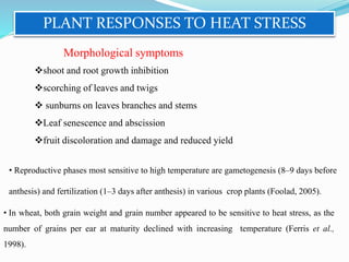 PLANT RESPONSES TO HEAT STRESS
shoot and root growth inhibition
scorching of leaves and twigs
 sunburns on leaves branches and stems
Leaf senescence and abscission
fruit discoloration and damage and reduced yield
• Reproductive phases most sensitive to high temperature are gametogenesis (8–9 days before
anthesis) and fertilization (1–3 days after anthesis) in various crop plants (Foolad, 2005).
• In wheat, both grain weight and grain number appeared to be sensitive to heat stress, as the
number of grains per ear at maturity declined with increasing temperature (Ferris et al.,
1998).
Morphological symptoms
 