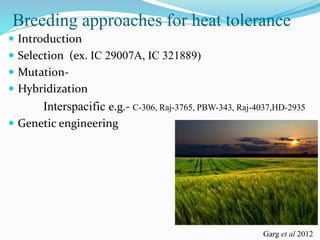 Breeding approaches for heat tolerance
 Introduction
 Selection (ex. IC 29007A, IC 321889)
 Mutation-
 Hybridization
Interspacific e.g.- C-306, Raj-3765, PBW-343, Raj-4037,HD-2935
 Genetic engineering
Garg et al 2012
 