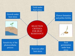 SELECTION
CRITERIA
FOR HEAT
RESISTANCE
Yield under
heat stress
Growth under
heat stress
Recovery after
heat stress
Sensitivity of the
photosynthetic
process
Flower formation
and pollen fertility
Seed
germination
under heat
stress
 