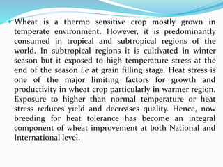  Wheat is a thermo sensitive crop mostly grown in
temperate environment. However, it is predominantly
consumed in tropical and subtropical regions of the
world. In subtropical regions it is cultivated in winter
season but it exposed to high temperature stress at the
end of the season i.e at grain filling stage. Heat stress is
one of the major limiting factors for growth and
productivity in wheat crop particularly in warmer region.
Exposure to higher than normal temperature or heat
stress reduces yield and decreases quality. Hence, now
breeding for heat tolerance has become an integral
component of wheat improvement at both National and
International level.
 