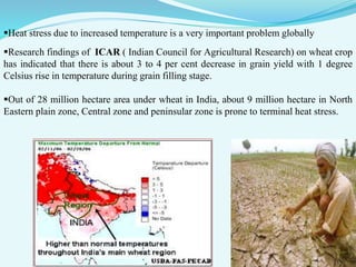 Research findings of ICAR ( Indian Council for Agricultural Research) on wheat crop
has indicated that there is about 3 to 4 per cent decrease in grain yield with 1 degree
Celsius rise in temperature during grain filling stage.
Out of 28 million hectare area under wheat in India, about 9 million hectare in North
Eastern plain zone, Central zone and peninsular zone is prone to terminal heat stress.
Heat stress due to increased temperature is a very important problem globally
 