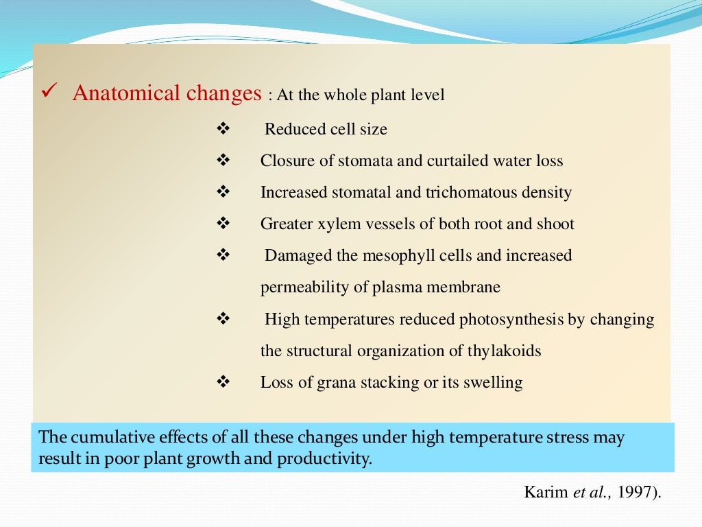 Heat tolerance in wheat