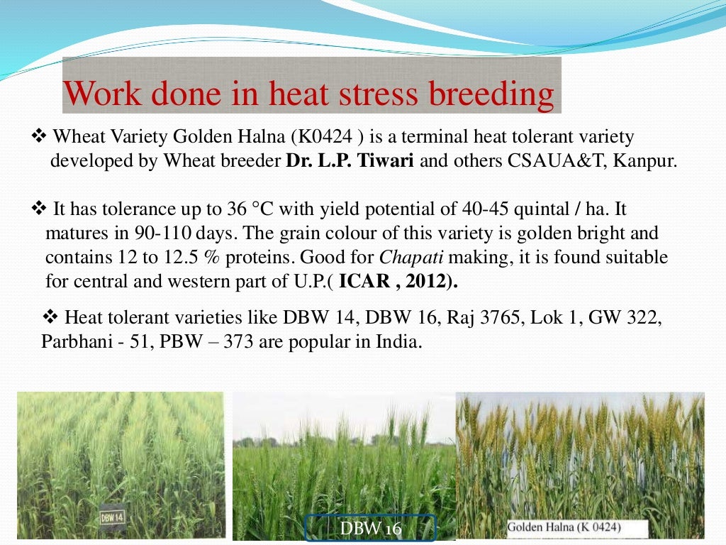 Heat tolerance in wheat