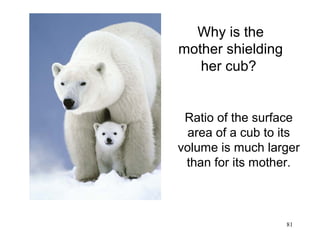 Why is the
mother shielding
   her cub?


 Ratio of the surface
  area of a cub to its
volume is much larger
 than for its mother.



                   81
 