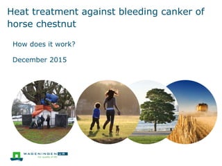 Heat treatment against bleeding canker of
horse chestnut
How does it work?
December 2015
 