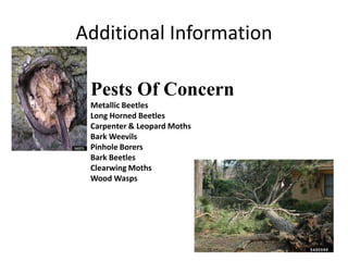 Additional Information
8
Pests Of Concern
Metallic Beetles
Long Horned Beetles
Carpenter & Leopard Moths
Bark Weevils
Pinhole Borers
Bark Beetles
Clearwing Moths
Wood Wasps
 