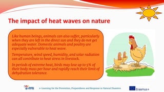The impact of heat waves on nature
e-Learning for the Prevention, Preparedness and Response to Natural Disasters
Like human beings, animals can also suffer, particularly
when they are left in the direct sun and they do not get
adequate water. Domestic animals and poultry are
especially vulnerable to heat wave.
Temperature, wind speed, humidity, and solar radiation
can all contribute to heat stress in livestock.
In periods of extreme heat, birds may lose up to 5% of
their body mass per hour and rapidly reach their limit of
dehydration tolerance.
 