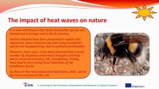 The impact of heat waves on nature
e-Learning for the Prevention, Preparedness and Response to Natural Disasters
It is now well known that many bumblebee species are
threatened in Europe and in North America.
Various theories have been presented to explain this
regression. Some scientists say that many bumblebee
species are disappearingis due to synthetic fertilisation.
However, since 2002, it has been observed that a great
number of situations where local droughts and heat
waves occurred in France, UK, Scandinavia, Turkey,
have lead to very strong local reductions of the
bumblebee fauna.
As they are the most exposed to heat waves, they can be
the most sensitive to this risk
 