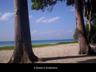 A Shack in Andamans 