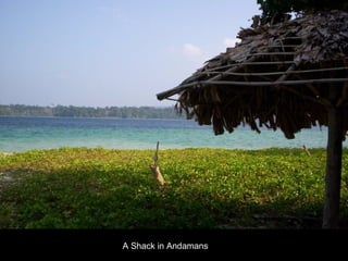 A Shack in Andamans 