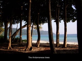 The Andamanese trees 