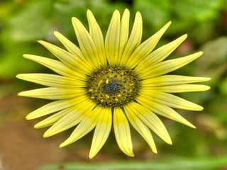 Heavenly Flowers
