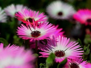 Heavenly Flowers