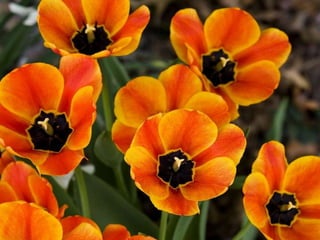 Heavenly Flowers