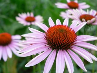 Heavenly Flowers