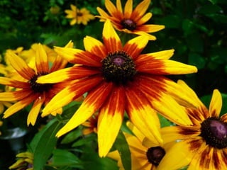 Heavenly Flowers