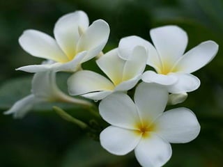 Heavenly Flowers