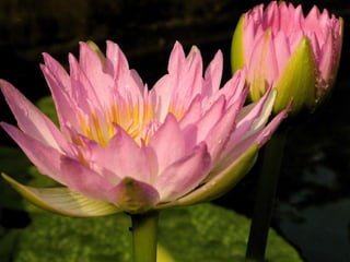 Heavenly Flowers