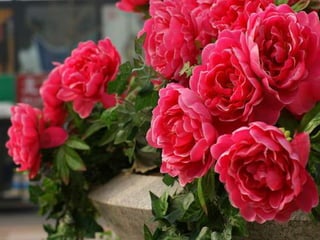 Heavenly Flowers