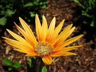 Heavenly Flowers
