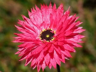 Heavenly Flowers