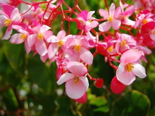 Heavenly Flowers