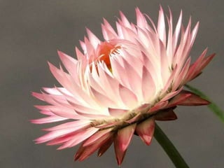 Heavenly Flowers