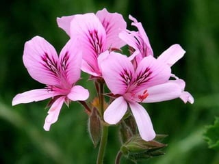 Heavenly Flowers