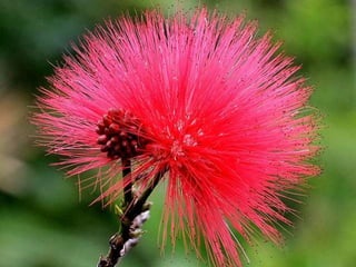 Heavenly Flowers