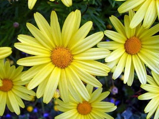 Heavenly Flowers