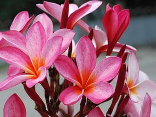 Heavenly Flowers