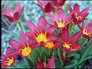 Heavenly Flowers