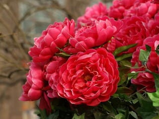 Heavenly Flowers