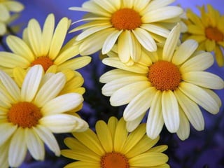 Heavenly Flowers