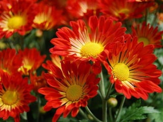 Heavenly Flowers