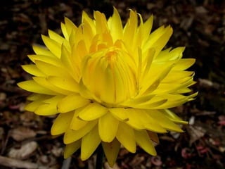 Heavenly Flowers