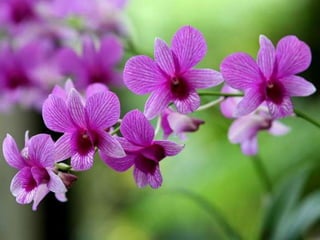 Heavenly Flowers