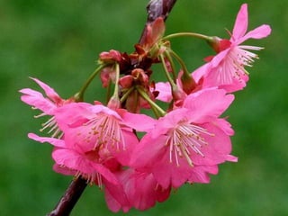 Heavenly Flowers
