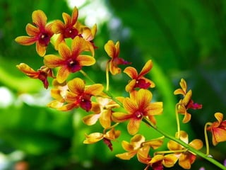 Heavenly Flowers