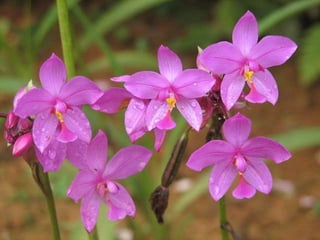Heavenly Flowers