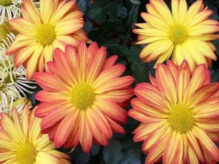 Heavenly Flowers