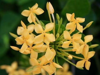 Heavenly Flowers